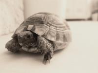 <h2>Home turtle
</h2><p></p>
