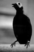 <h2>Blackbird
</h2><p></p>